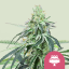 Royal Queen Seeds Seminte de canabis Gelato de nunta feminizat
