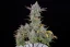 Fast Buds Sjemenke konoplje Gorilla Cookies Auto