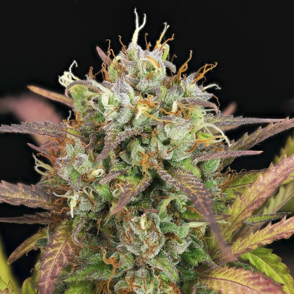 Royal Queen Seeds Semințe de canabis Purple Punch Auto