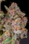 Fast Buds Cannabis Seeds Gorilla Punch Auto