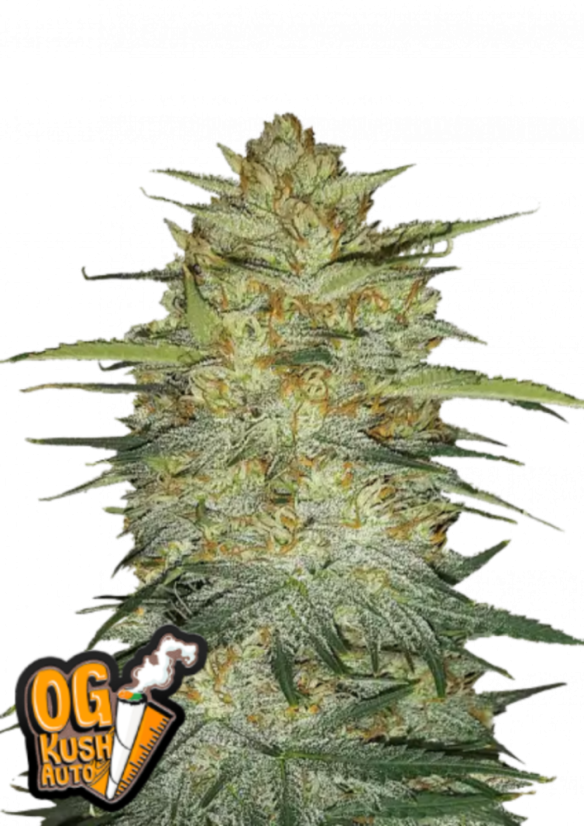 Fast Buds sjemenke konoplje OG Kush Auto