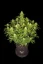 Fast Buds Sjemenke kanabisa Sour Jealousy Auto