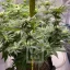 Blimburn Seeds Hanfsamen Girl Scout Cookies Feminisiert