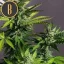 Blimburn Seeds Semená kanabisu Mamba Negra CBD Auto