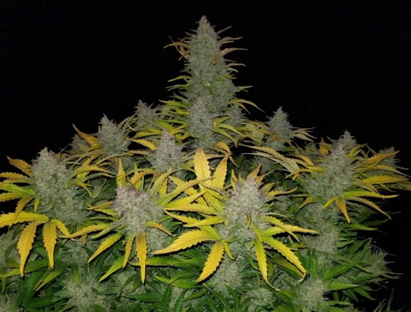 Fast Buds Насіння канабісу Rhino Ryder Auto