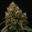 Royal Queen Seeds Semillas de cannabis Gaia F1 Auto