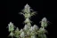 Fast Buds Cannabis Seeds Big Bud Auto