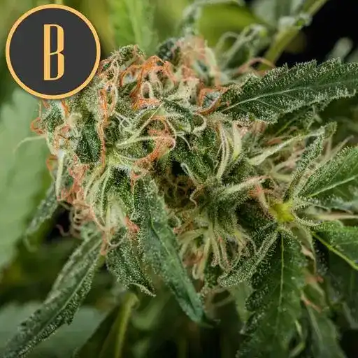 Blimburn Seeds Hanfsamen Mamba Negra Feminisiert