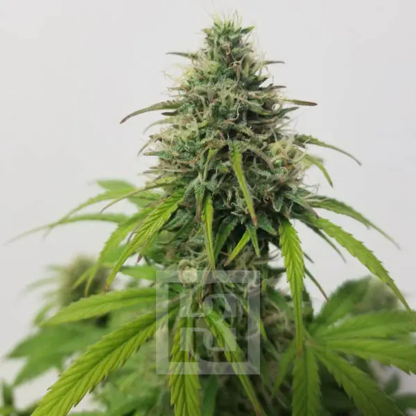 Blimburn Seeds Kanapių sėklos AK Auto