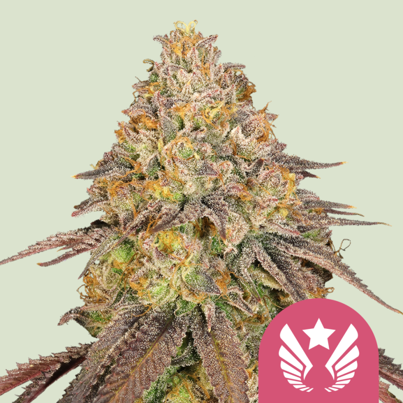Royal Queen Seeds Semințe de canabis Legendary OG Punch feminizate