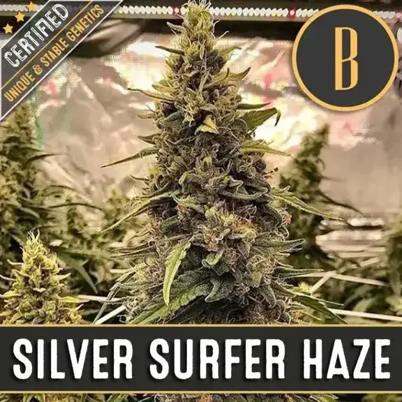 Blimburn Seeds Semena konoplje Silver Surfer Haze Feminized