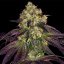 T.H.Seeds™ Cannabis Seeds Stracciatella™, 6+1 specialpakke, feminiseret