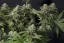 Fast Buds Sjemenke kanabisa Narančasti šerbet FF
