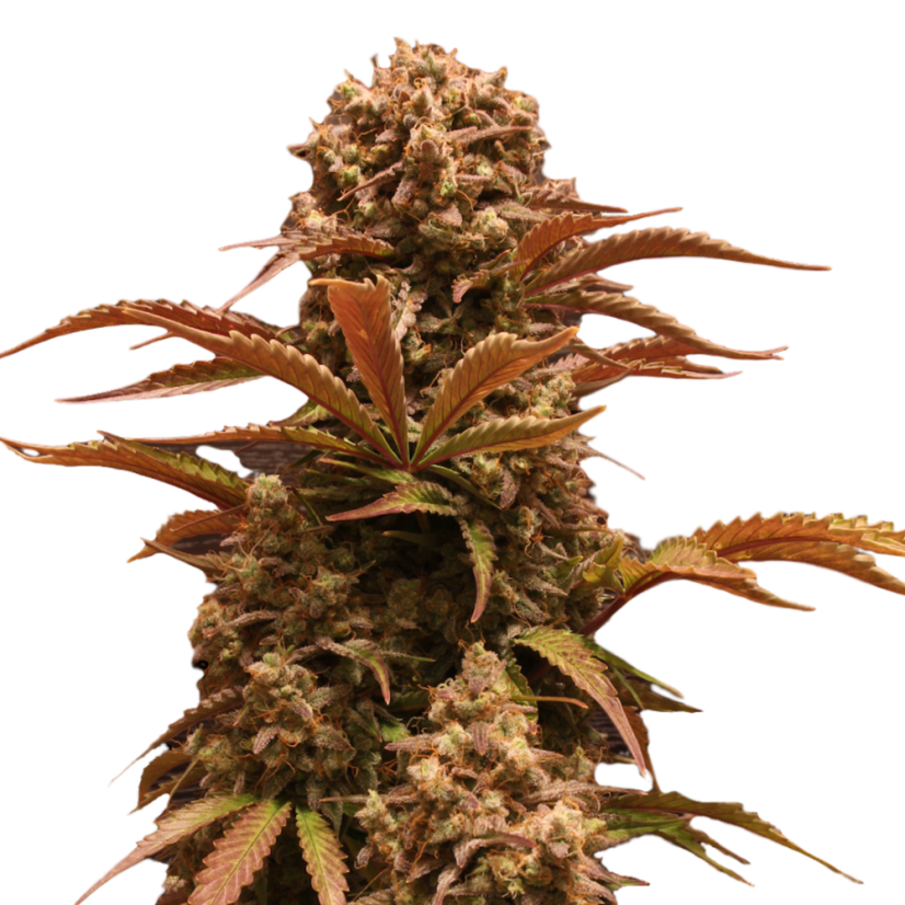 Doctor´s Choice Seeds Purple Ryder Auto Feminizada
