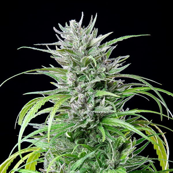 Royal Queen Seeds Semințe de canabis Critical Kush feminizate