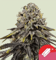 Royal Queen Seeds Graines de cannabis Dynamite Diesel Féminisées