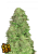 Fast Buds Hanfsamen CBD 20:1 Auto