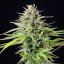 Royal Queen Seeds Seminte de canabis Blue Cheese feminizate