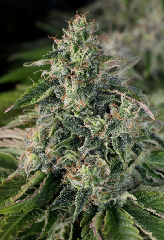 T.H.Seeds™ Cannabis Seeds SAGE™ CBD, 5+1 pakkaus, feminisoitu