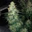 Silent Seeds Seminte clasice de canabis Moby Dick feminizate