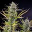 Royal Queen Seeds Seminte de canabis Mimoza feminizate