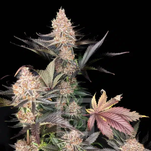 Blimburn Seeds Cannabiszaden Blue Dream Gefeminiseerd