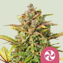 Royal Queen Seeds Seminte de canabis Sweet ZZ feminizate