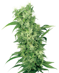 Sensi Seeds Semințe de canabis Female Mix feminizate de White Label, 5-10 buc.