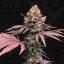 T.H.Seeds™ Seminte de canabis London Mint Cake, 6+1 pachet special, feminizat