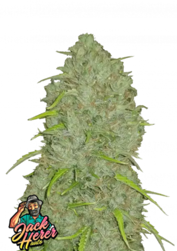 Fast Buds Sjemenke konoplje Jack Herer Auto