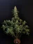 Fast Buds Sjemenke konoplje Sour Diesel Auto