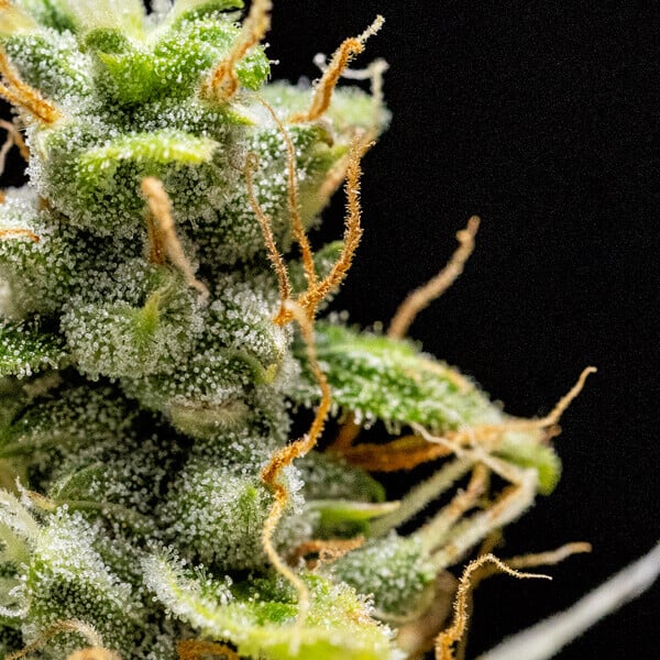 Royal Queen Seeds Seminte de canabis Royal Runtz Auto