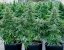 Royal Queen Seeds Семена от канабис Milky Way F1 Auto