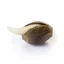 Royal Queen Seeds Cannabisfrø Amnesia Haze Feminiseret