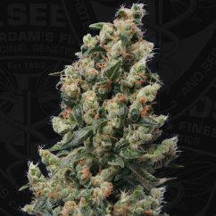 T.H.Seeds™ Semințe de canabis Kushage™, pachet 5+1, obișnuit