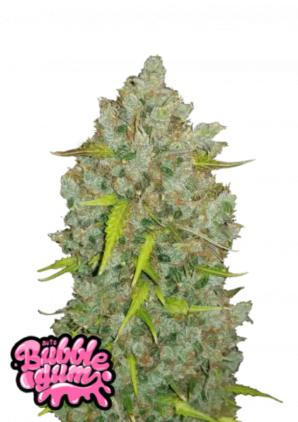 Fast Buds Biji Ganja BubbleGum Auto