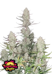 Fast Buds Насіння канабісу Tropicana cookies Auto