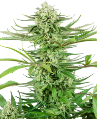 Sensi Seeds Seminte de canabis Cashew Kush feminizate, 3-10 buc