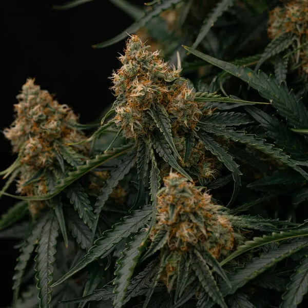 Royal Queen Seeds Semillas de cannabis Gaia F1 Auto