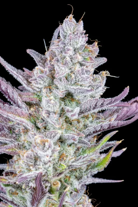 Fast Buds Sjemenke kanabisa Ljepilo za vjenčanja Auto