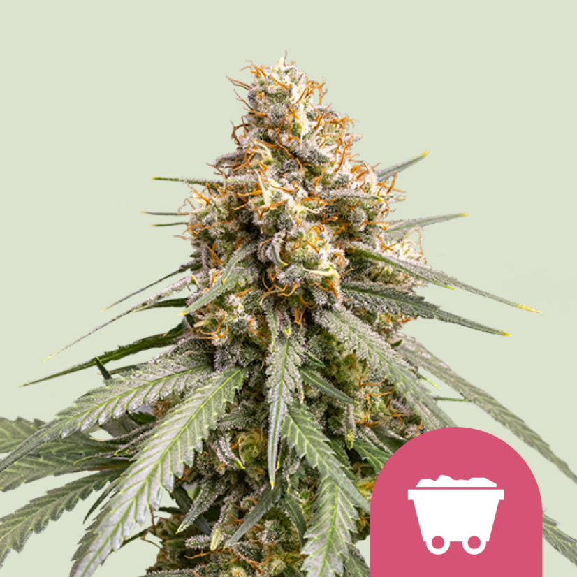 Royal Queen Seeds Semințe de canabis Shining Silver Haze feminizate
