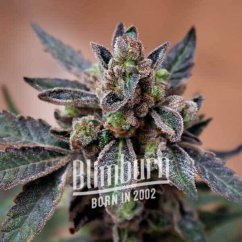 Blimburn Seeds Konopljina semena Mochi Gelato Feminized