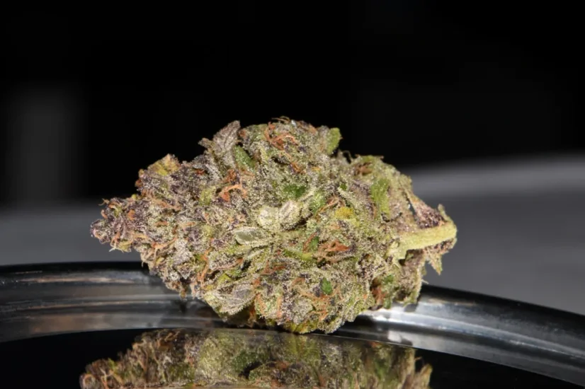 Fast Buds Автозаправка з насінням канабісу