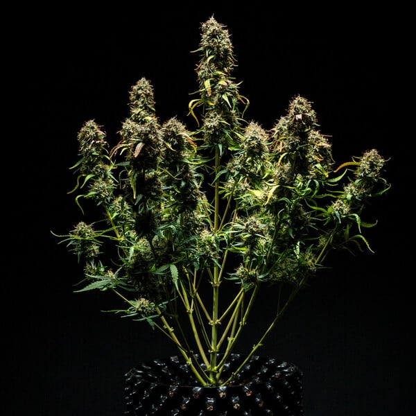 Royal Queen Seeds Semințe de canabis Purple Punch Auto