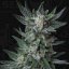 T.H.Seeds™ Seminte de canabis Auto Bubblegum, pachet 5+1, feminizate