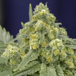 Silent Seeds Semillas de Marihuana Clásicas White Widow Feminizadas
