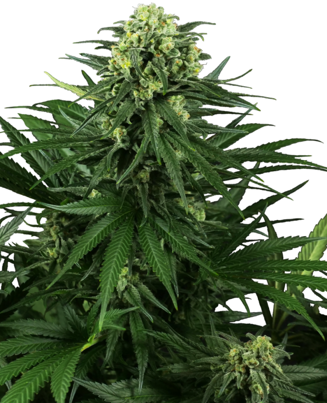 Sensi Seeds Seminte de canabis Honey Melon Kush feminizate, 3-10 buc