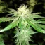 Blimburn Seeds Semi di Cannabis Blackberry Moonstones Femminizzati