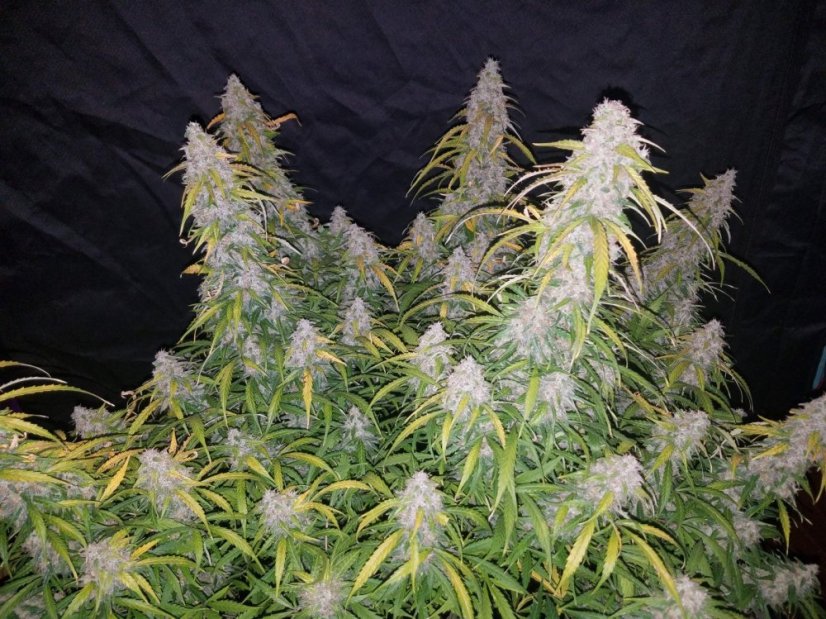 Semințe de Cannabis Fast Buds Six Shooter Auto