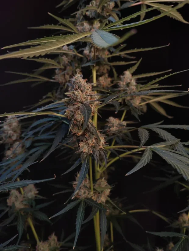 Fast Buds Cannabis Seeds Northern Lights Auto